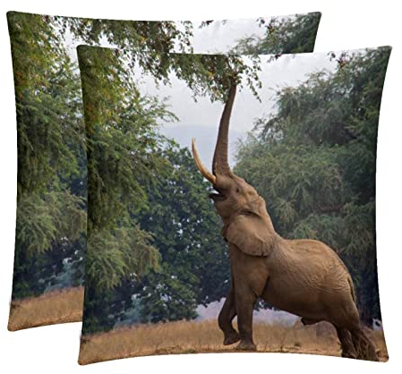 Elefanten-Nasen-Samen-Pods Afrikanische Wild, 2 Stück, dekorativer quadratischer Überwurf-Kissenbezug, Kissenbezug, Heimdekoration, Dekorationen für Sofa, Couch, Bett, Stuhl