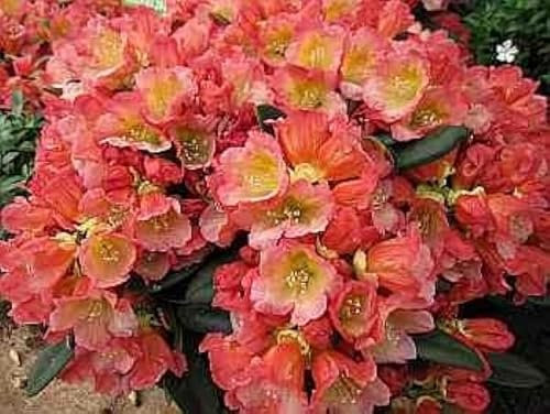 Rhododendron Hybride Malaga - Großblumige Alpenrose 30-40cm