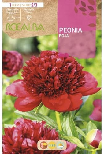 Peyca Bulbo de flor variedad Peonia roja 1 unidad - Rocalba