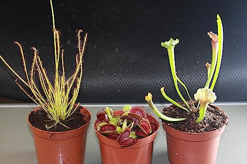 Fleischfressende Pflanzen, 3er Set - Riesig! D.muscipula, S.leucophylla, Dr. filiformis