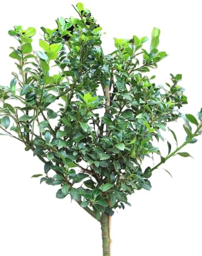 Stechpalme Ilex Heckenstar Hochstamm 80-100 cm Ilex Meserveae immergrün