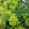 6 x Alchemille Commune - Alchemilla Mollis, Godet 9x9 cm - Couvre-sol Facile à Entretenir