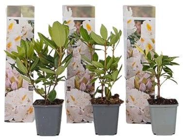 Plant in a Box - Rododendro 'Cunningham White' - Rododendri bianco - Set di 3 - Rhododendron - Vaso 9cm - Altezza 25-40cm