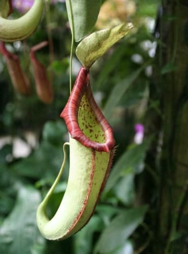 Jigsaw Puzzle 1000 Pieces TROPICAL PITCHER PLANT GLOSSY POSTER PICTURE PHOTO BANNER nepenthes trap Family Fun Jigsaws Puzzles 1000 Pieces for Adults Gifts Challenging Puzzle Games