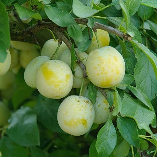 Pflaume Pflaumenbaum Prunus domestica Buschform Oullins Reneklode | 120-160 cm Lieferhöhe |