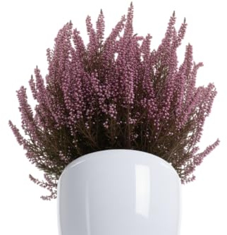 Brezo en Maceta – Planta Preservada Natural para Decoración Sofisticada