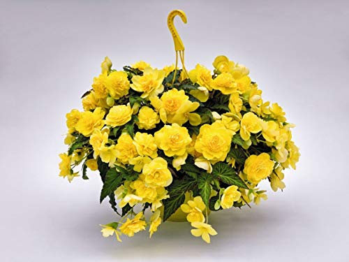 Semi Begonia Nonstop Gioia Yellow Drag Seeds 15 Seeds pellets