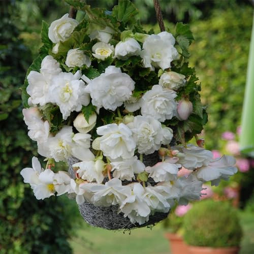 Carbeth Plants - 5 x Trailing White Begonia Pendula Tubers - Easy to Grow Perennial Hanging Begonia Flowers - Planting in Garden Hanging Baskets, Pots, Containers