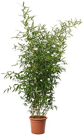 KENTIS - Bambusa Spectabilis - Bambus Pflanze - Echte Winterharte Pflanzen für Garten - Balkon Pflanze - Hoch 170-200 cm Topf Ø 24 cm