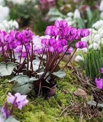 100 Stück Alpenveilchen-Blumensamen