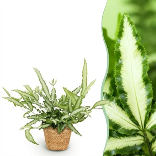 Pteris cretica Albolineata - Helecho cinta - Planta para mascotas - Verde - con cesta - 20cm - Ø12cm - Planta de interior - Conjunto completo - Planta con maceta