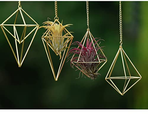 ZOOELAY 4 Stück hängende Metall-Luftpflanzenhalter mit Kette Mini 2 Stile Tillandsia Geomitric Luftpflanzen Aufhänger Luft Farn Käfig Dekor für Zuhause und Büro