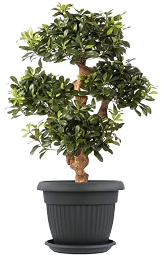 botle Pot de fleurs rond et soucoupe exterieur - Dimensions : 40 cm x 31,5 cm - Volume : 20 l - Couleur : anthracite - Plastique - 8 grands pots de fleurs traditionnels
