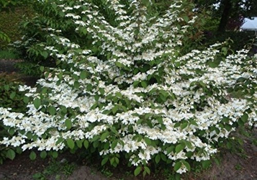 Japanischer Schneeball Mariesii - Etagen-Schneeball - Viburnum plicatum 60-80