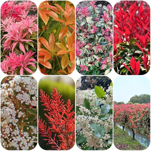 Semi di Photinia Red Robin per giardinieri prodotti sostenibili decorazioni giardino per esterni vecchie varietà semi di i luoghi soleggiati 250pcs
