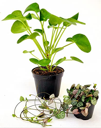 POWERS TO FLOWERS - PILEA PEPEROMIOIDES e CEROPEGIA WOODII, piante vere