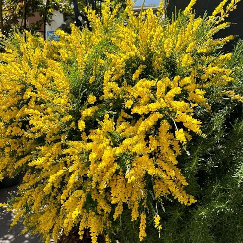 ginster winterhart - outdoor stauden mehrjährig gartendeko für draußen balkon 800samen