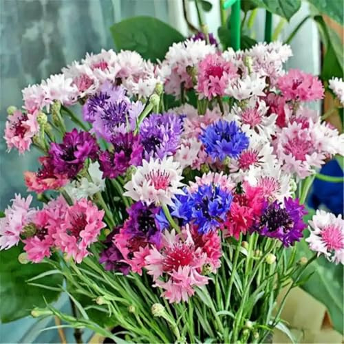 3000pcs Cornflower Seeds Bulk Pack– Heirloom Bachelor’s Button Wildflower Seeds, Fast Growing Annual Flowers, Attracts Bees & Butterflies, Ideal for Outdoor Garden & Meadow Planting