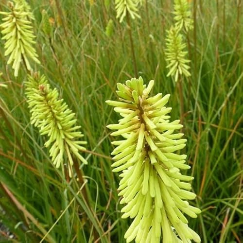 6x Fackellilie 'Green Jade' - Kniphofia ‘Green Jade’ - Topf 9x9cm