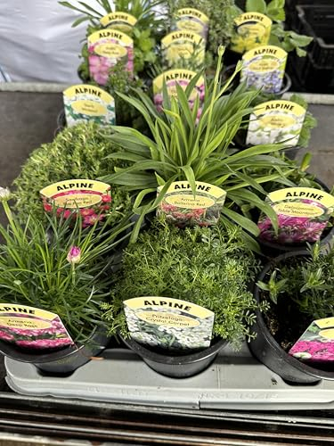 GARTHWAITE NURSERIES® : - 6 Mixed ALPINES & Perennial Rockery Plants, 9CM POTS Mixed Varieties Hardy, Easy to Grow