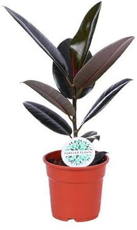 Gummibaum – Ficus Elastica Abidjan – Zimmerpflanze – Ø17cm – ca. 55cm hoch – dekorative & pflegeleichte Grünpflanze für Zuhause & Büro