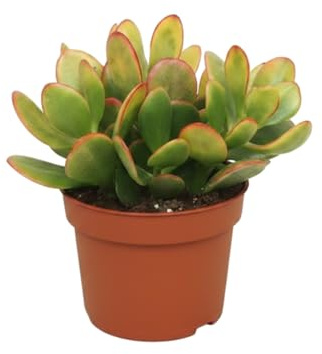 Planta Natural Crassula Ovata DECOALIVE, Planta de Jade y Árbol de la Abundancia, Maceta 10 cm, Altura 15 cm