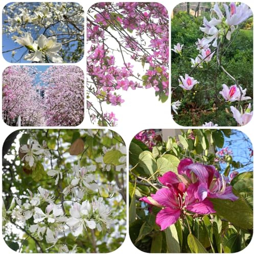 semillas de orquídeas - semillas para invitados arbustos raras variedades antiguas Decoración jardín para exteriores 20pcs