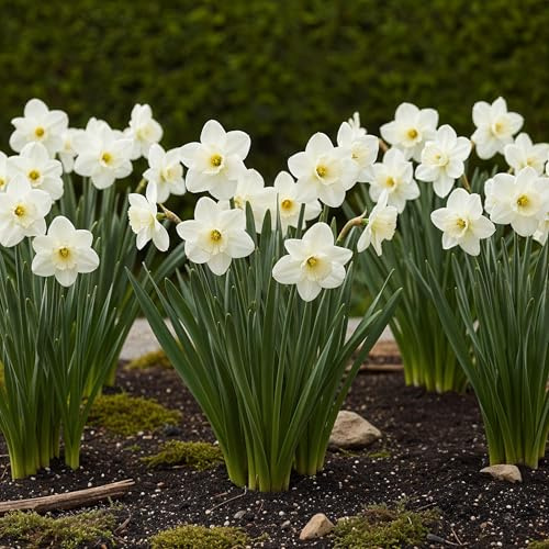 GreenboutiQ - Bulbes à fleurs - Narcis Mount Hood - Couleur Blanche - 15 pièces - Taille de bulbe 10/12 - Pack XXL