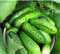 1 g / 30 semillas de pepino Vodohray F1