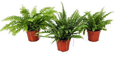 Pack de 3 Helechos Nephrolepis Plantas Naturales en Maceta