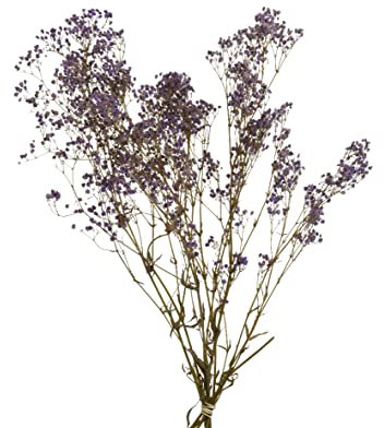 Decoris Trockenblumen Strauß 50cm x 1 Bund Schleierkraut Trockenblumenstrauß getrocknete Blumen Blumenstrauß