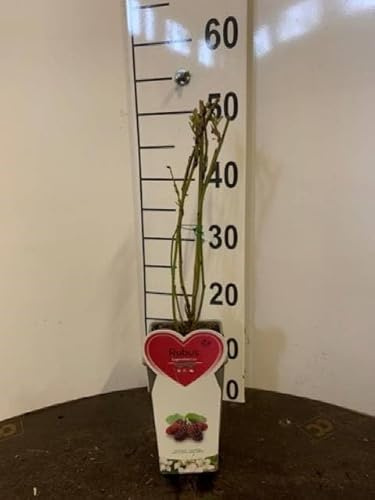 Pianta di Loganberry MoraLampone su vaso alto una pianta