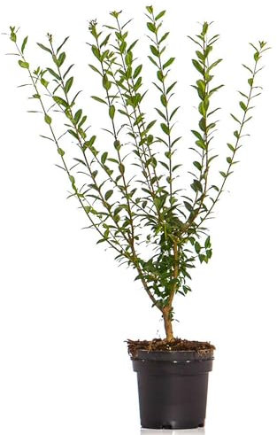 Dehner Wintergrüner Liguster 'Atrovirens', für 10 Meter Hecke, je 60-100 cm, 40 x 3l Topf, Heckenpflanzen