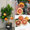 Planta de naranjo SAVINI VIVAI, árbol de cítricos Tarocco Sanguinello Naranja en maceta de 20 cm altura 70 cm 2-3 años de injerto, fabricado en Italia
