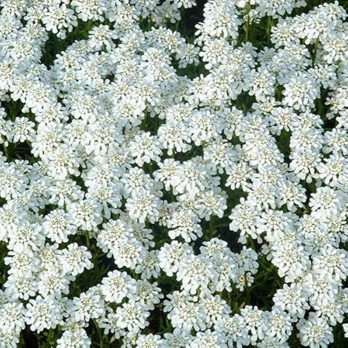 6 x Corbeille d'Argent, Thlaspi 'Weisser Zwerg' - Iberis Sempervirens 'Weisser Zwerg' - Godet 9x9cm - Variété naine à fleurs blanches, floraison printanière, plein soleil à mi-ombre