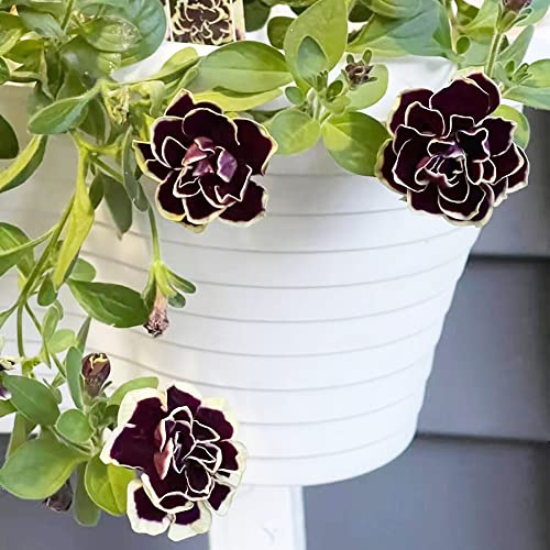 semillas de petunia, petunias colgantes silvestres, macizo de exóticas petunias Decoración sala estar con camas elevadas interior raras resistentes en 450semillas