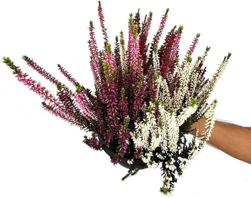 Calluna Vulgaris Planta Natural Arbustiva Fácil de Cuidar