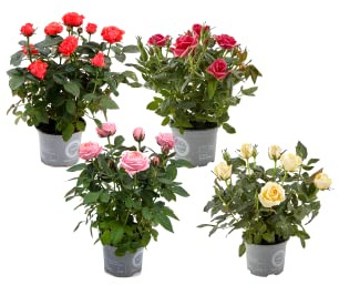 Rosal Mini |Flores de Colores | Pack 4 Plantas |Flores Naturales