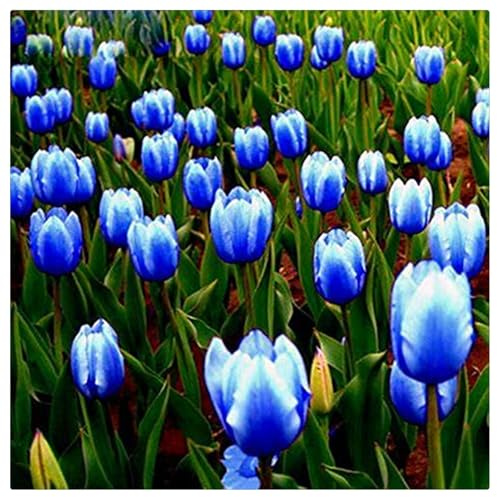 Lebende Pflanzen,Mysteriöse magische Glühbirne, Mehrjährige Blumenzwiebel ist winterhart, Winterhart pflanzen, Blumenzwiebel Mix-3 Seltene tulpen zwiebeln