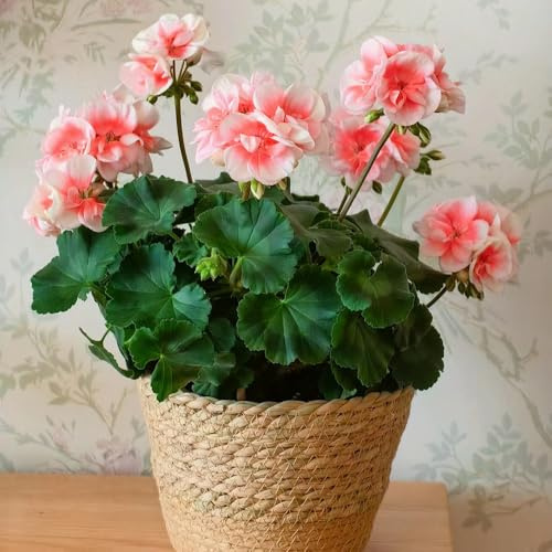 geranios cortadas de interior exóticas silvestres de bonsái jardín perennes resistentes para pleno sol semillas prados silvestres 150pcs