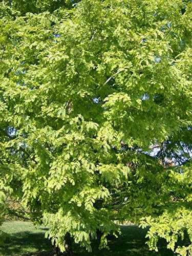 25 semi di sequoia albana – Metasequoia Glyptostroboids: solo semi
