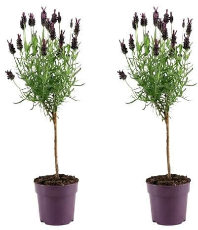 Bloomique - Set di 2 - Lavandula Anouk - Lavanda su stelo - Resistente all'inverno - Piante da balcone - Piante da giardino - Profumata - Altezza 20-30 cm - Vaso 12 cm