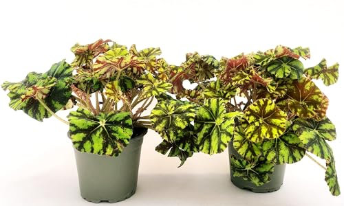 POWERS TO FLOWERS - BEGONIA REX TIGER IN VASO 12CM DIAMETRO, 2 PIANTE, piante vere