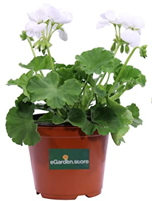 Pianta di Geranio diverse varietà pianta da esterno ornamentale fiori vari colori pianta decorativa vera venduta da eGarden.store (Geranio Zonale Bianco)