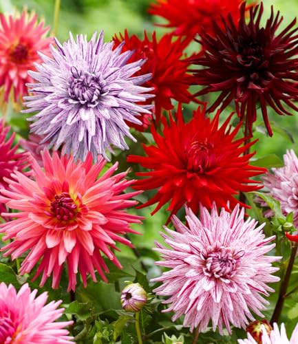 BALDUR Garten 3er Dahlien-Mix 'Favourite Love', Knollen in Größe I, Dahlia, mehrjährig - frostfrei halten, pflegeleicht, bienenfreundlich, schmetterlingsfreundlich, monatelang farbintensive Blüten