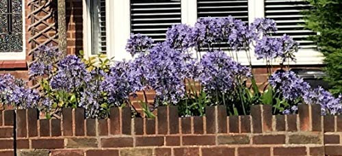 Pacchetto da 50 grani Portal Cool. Giglio non (Agapanthus blu)