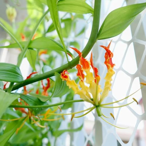 Bulbi di giglio fiammeggiante, varietà antiche biologiche rare per i luoghi soleggiati giardino giardino d'appartamento esotiche ornamentali del 3pcs