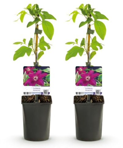 GreenboutiQ - Kletterpflanze - Clematis Westerplatte - Blüte Rot - Pflegeleicht - 2 Pflanzen - Topf 11cm Höhe 40cm