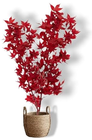 Planta estabilizada en maceta de arce rojo – Decoración natural sin mantenimiento – Vegetales estabilizados sostenibles – Planta de interior sin riego, tabla vegetal estabilizada My Vegetal Homemade