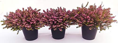 POWERS TO FLOWERS - ERICA CARNEA DARLEYENSIS ROSSO - VIOLA 3 PIANTE, piante vere